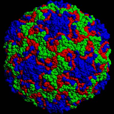 Plate03b_IcosVirus